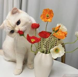 Meet your Posher, Jiayi